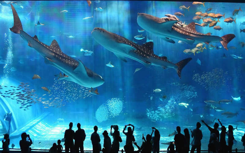 Впечатляющий аквариум Kuroshio Sea. Автор фото: 