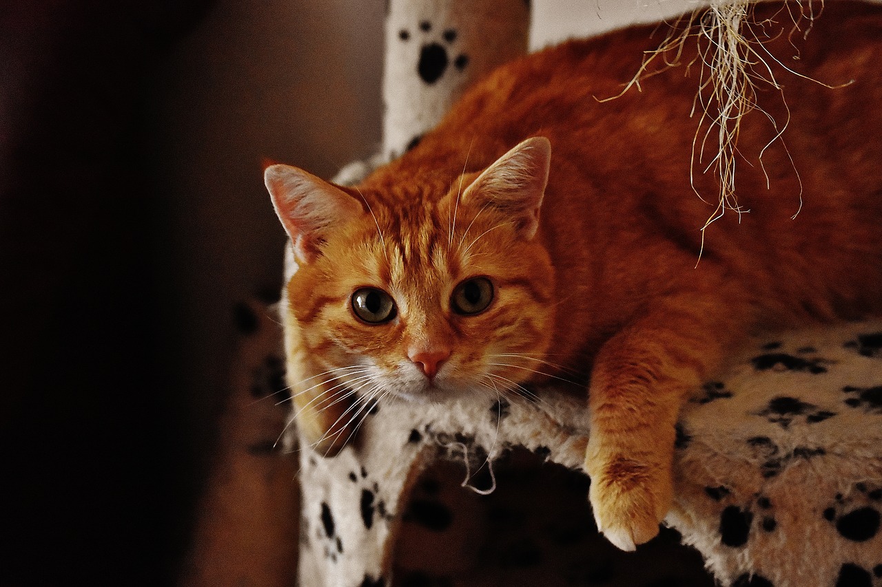 Наглая морда: рыжие коты в любимых фильмах. Автор фото: 