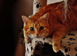 Наглая морда: рыжие коты в любимых фильмах