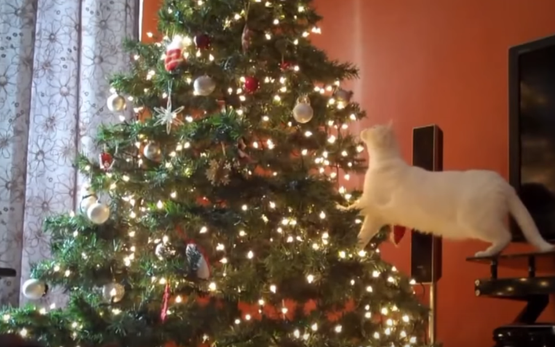 Непростые отношения котов и новогодних елок. Автор фото: 
