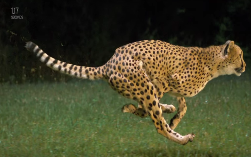Бегущий леопард. Автор фото: 