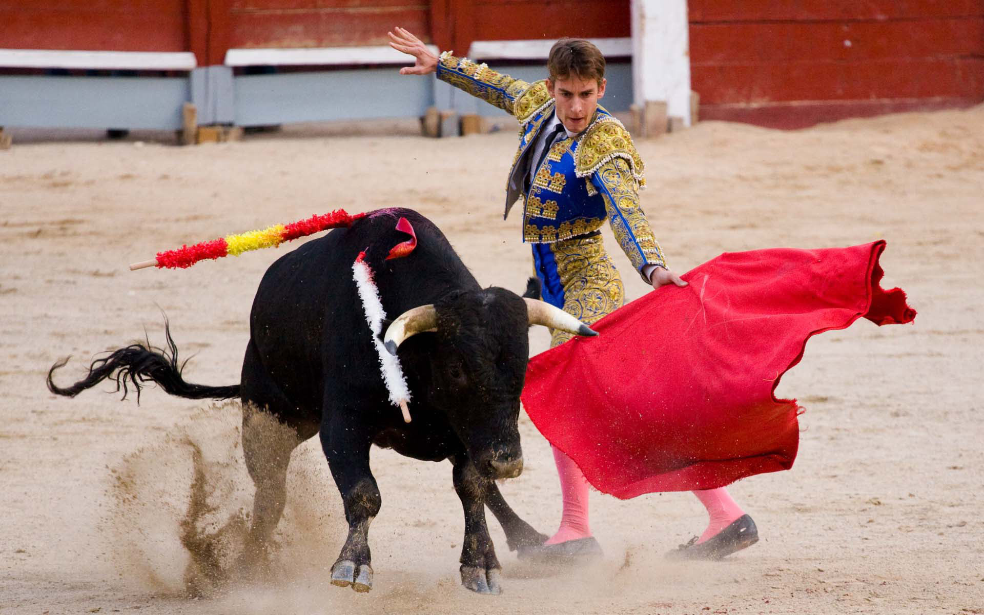 Испанская коррида — завораживающий танец жизни и смерти. Автор фото: 