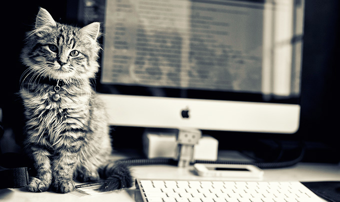 office-cat.jpg