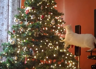 Непростые отношения котов и новогодних елок